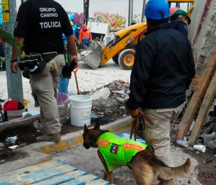 Concluye Grupo Canino de Toluca labores de rescate en la Ciudad de México