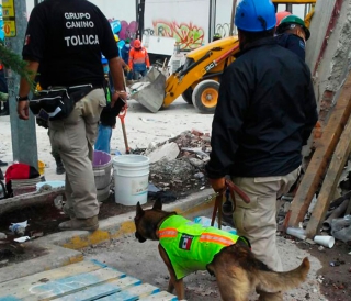 Concluye Grupo Canino de Toluca labores de rescate en la Ciudad de México