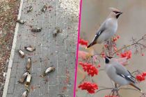 Pájaros alas de cera