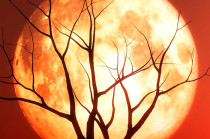 Según la UNAM, la Superluna podrá observarse en todo el territorio mexicano a partir de las 18:00 horas (tiempo del Centro), saliendo hacia el horizonte este-sudeste