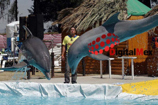 El Senado de la República aprobó por unanimidad la reforma al artículo 60 Bis de la Ley General de Vida Silvestre para prohibir el uso de mamíferos marinos en lugares fijos o shows.