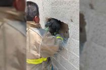 #Video: Perrito queda atrapado entre bardas de construcción, en #Tecámac