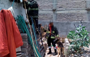 Perros atacan a bebé en Ixtapaluca