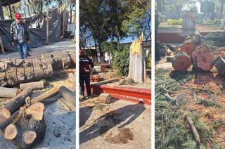 La comunidad de Tultitlán se une para proteger sus árboles ante las acciones del ayuntamiento.
