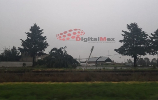 Caen árboles en la Toluca-Palmillas por lluvia; no hay paso