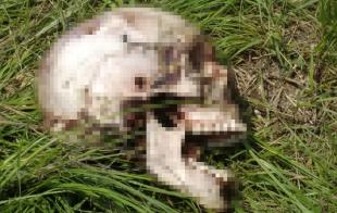 Se localizaron también otros huesos que a simple vista habían sido roídos por fauna silvestre.