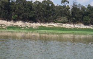 Mueren más de 500 patos por gripe aviar en el Lago de Guadalupe