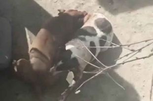 #Video: Ataca brutalmente pitbull a perrita, en #Edoméx