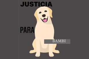 Internautas exigen #JusticiaParaBambi