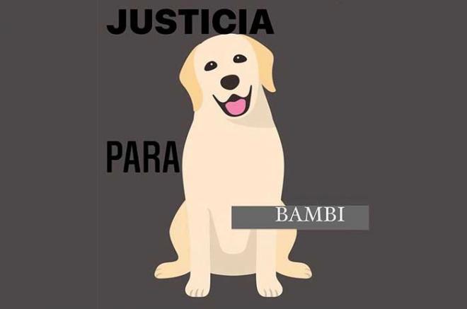 Internautas exigen #JusticiaParaBambi
