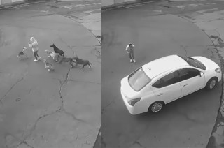 Mujer atacada por jauría de perros.