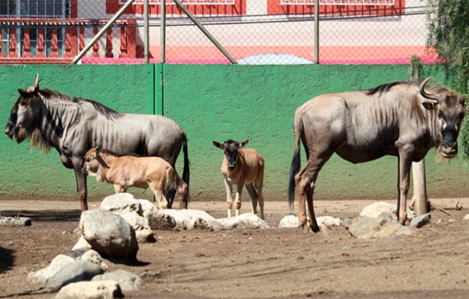 Nacen dos ñus durante emergencia sanitaria en zoológico de #Neza