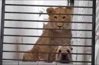 Imagen de unos peculiares animales, un león y un perrito