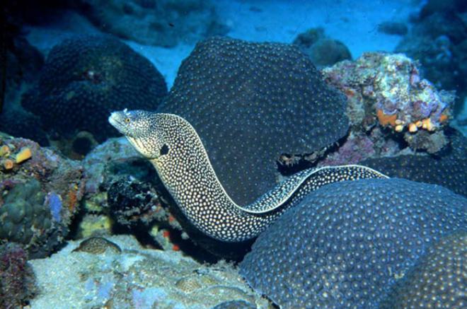 Debido a la alta cantidad de peces morena, las playas de Guayabitos y Los Ayala se encuentran cerradas.