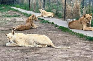 Dependiendo del estado de salud, felinos y otras especies del santuario del Ajusco, podrían arribar al Zoológico de Zacango.