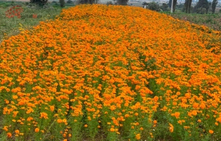 #DíaDeMuertos: ramos de flores hasta en 50 pesos