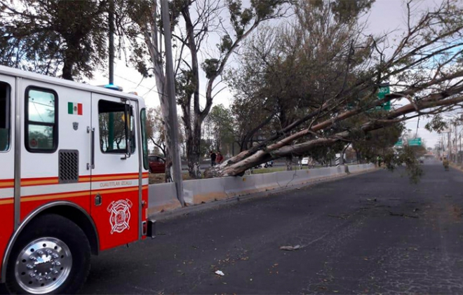Al menos 20 árboles caen en el Valle de México
