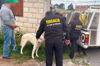 Los caninos, de tres años, fueron puestos bajo resguardo de CEPANAF