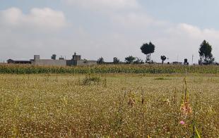 El biofertilizante se está probando con resultados favorables en comunidades agrícolas mazahuas de los municipios de San Felipe del Progreso y Jiquipilco