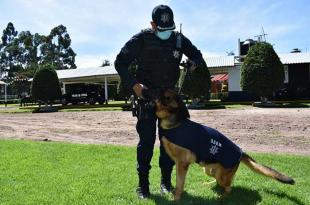 #Video: Rescate de cuerpos, trabajo duro para personal de la Unidad Canina