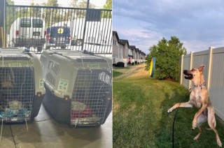 Sweetie ahora se encuentra en un programa de entrenamiento para convertirse en un perro de apoyo emocional.