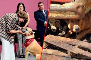 A través de sus redes sociales, la mandataria condenó los hechos y reconoció el trabajo coordinado de la Fiscalía General de Justicia, la Secretaría de Seguridad y la Comisión Estatal de Parques Naturales y Fauna