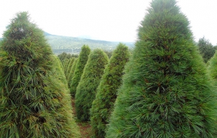 Esperan productores de EDOMEX comercializar 500 mil árboles de Navidad