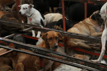 Las autoridades actuaron tras recibir denuncias por presunto maltrato y documentar condiciones de negligencia que ponían en riesgo la salud de los animales.