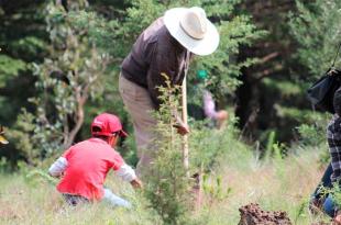 Es la única entidad del país que año con año crece su masa forestal