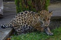 Actualmente cualquier recurre a la compra de una especie en peligro de extinción