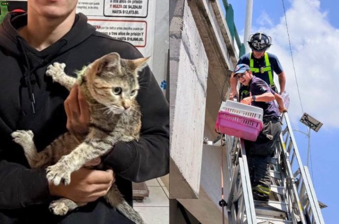 Rescatistas ponen a salvo a una gatita atrapada en un puente de Coacalco.