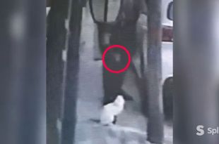 #Video: Matan cruelmente a un gatito en #Tlalnepantla