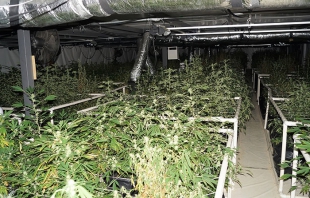 Localizan policías ministeriales en Lerma laboratorio para cultivar marihuana