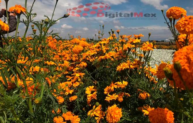 En riesgo producción de flor de cempasúchil