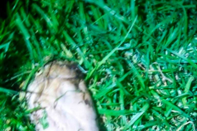 Perros encuentran restos humanos en Acolman