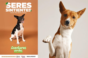 El material educativo aborda prácticas fundamentales para garantizar el bienestar animal, como una alimentación adecuada, el acceso a atención veterinaria.