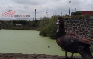 #Video: Mueren patos en #AlmoloyaDeJuárez por agua contaminada