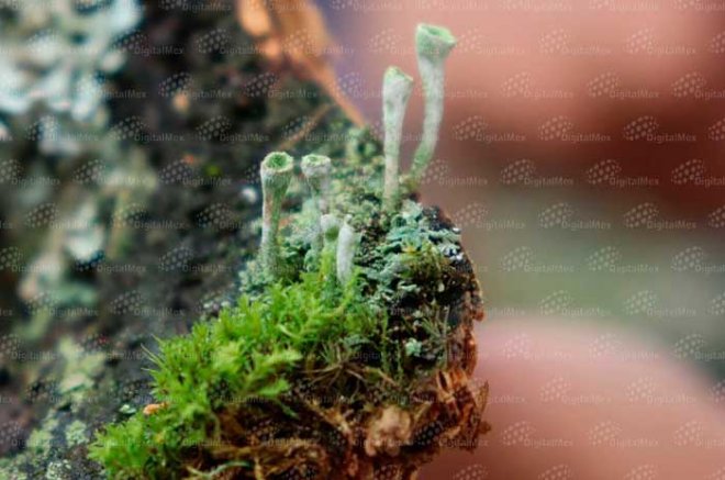 El Cladonia pyxidata desarrolla estructuras en forma de copa que parecen pequeñas orejas.
