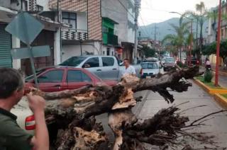 El árbol cayó sobre un automóvil estacionado.