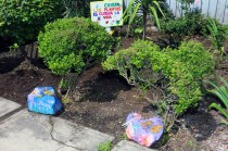 Con tu ayuda, fortaleceremos la flora y fauna de Toluca