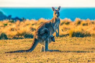 El norte de Australia, ha permitido la existencia de un mayor número de especies