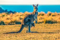 El norte de Australia, ha permitido la existencia de un mayor número de especies