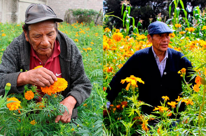 La flor de cempasúchil representa un símbolo cultural y espiritual del Día de Muertos, ya que su color y aroma guían a las almas de los difuntos hacia las ofrendas de sus familiares.