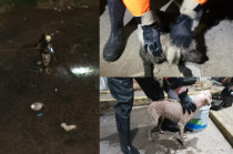 Bomberos y personal de Protección Civil de Ecatepec rescataron a una perrita atrapada en un canal de aguas negras en la colonia Miguel Hidalgo.