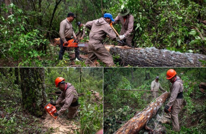 Las acciones incluyen derribo controlado de árboles infestados, tratamientos químicos y monitoreo constante para proteger el ecosistema y prevenir incendios forestales.