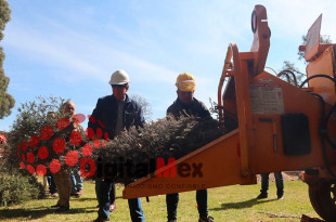 PROBOSQUE ofrece recolección directa en comunidades que junten al menos 10 árboles, previa solicitud a los teléfonos 722 878 9891 y 722 878 9819.