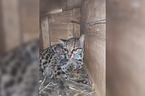 Cría de margay nace en UMA de San Luis Potosí y recibe cuidados especializados.