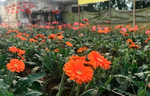 Espera GEM ventas de flor por casi 2 mil millones de pesos el 10 de Mayo