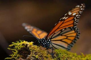 A partir del 27 de noviembre reabre la Reserva de la Biosfera de la Mariposa Monarca