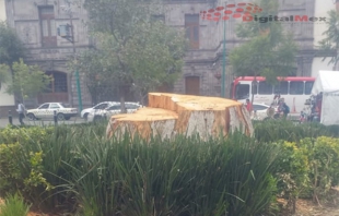 Talan árbol de más de 15 metros en el Jardín Zaragoza de Toluca